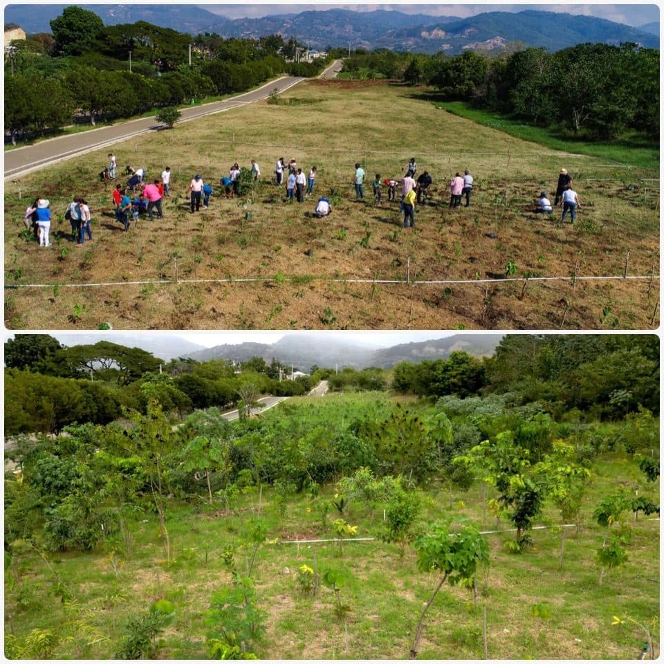 El bosque al cumplir un año · 2023