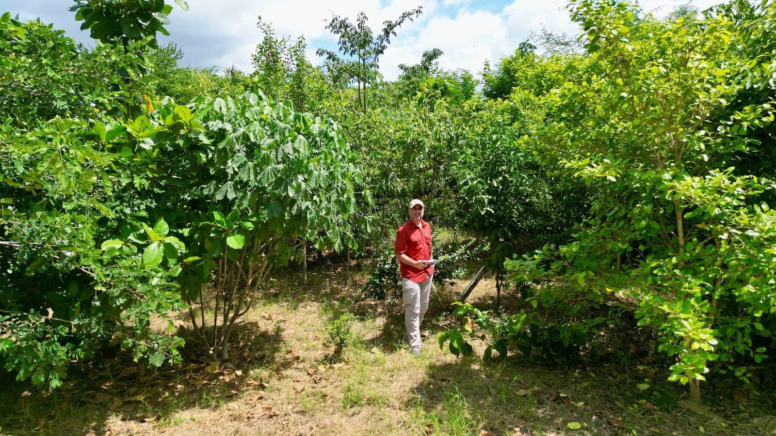 Bosque Miyawaki Santiago